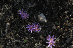 Colchicum stevenii