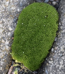 Dicranum montanum