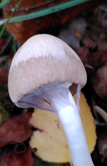 Psathyrella