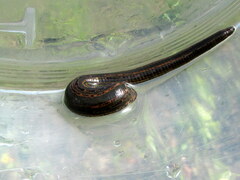 Hirudo medicinalis