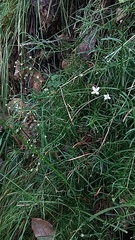 Moehringia muscosa