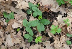 Fragaria moschata