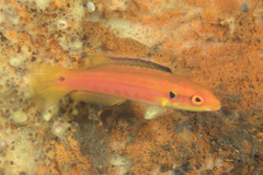 Bodianus bimaculatus