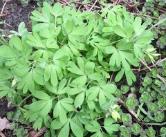 Corydalis intermedia