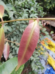 Syzygium
