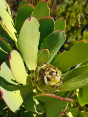 Leucadendron arcuatum