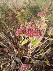 Hylotelephium maximum