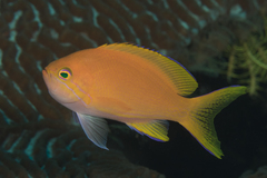 Pseudanthias pleurotaenia