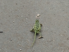 Chamaeleo chamaeleon
