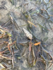 Batillaria australis