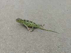 Chamaeleo chamaeleon