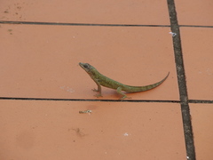 Anolis aeneus