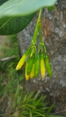 Tarenna