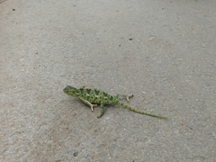 Chamaeleo chamaeleon