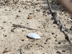 Liolaemus gracilis