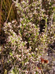 Erica placentiflora