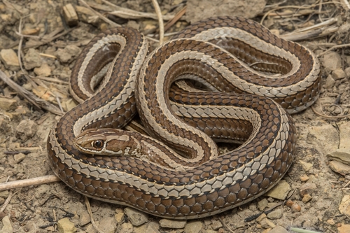 Psammophis crucifer