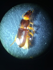 Harpalus pumilus