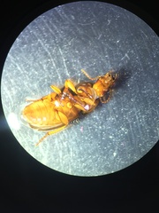 Harpalus pumilus