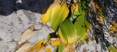 Haemanthus coccineus