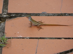 Anolis wattsii