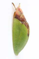 Cassida panzeri