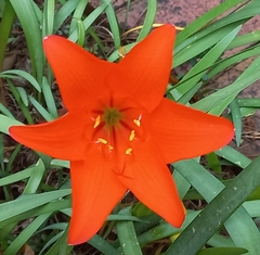 Cyrtanthus sanguineus