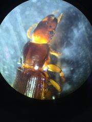 Harpalus pumilus