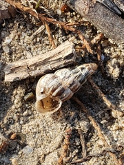 Cochlicella
