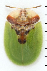 Cassida panzeri