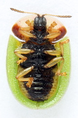 Cassida panzeri