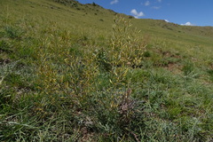 Smelowskia alba