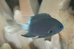 Pycnochromis margaritifer
