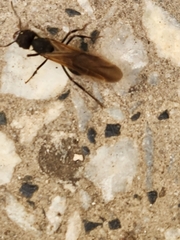 Acromyrmex