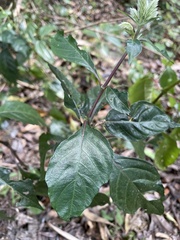 Lepidagathis formosensis