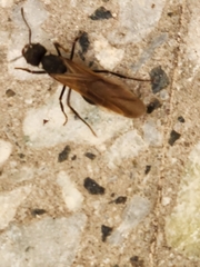 Acromyrmex
