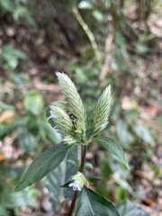 Lepidagathis formosensis