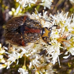 Trichostetha capensis