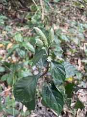 Lepidagathis formosensis