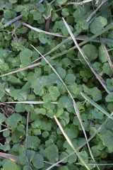 Cardamine hirsuta
