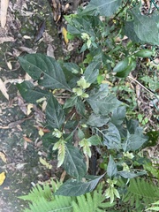 Lepidagathis formosensis