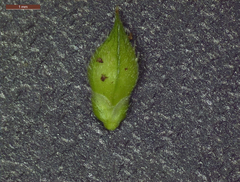 Echinochloa crus-pavonis macera