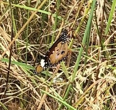 Danaus petilia