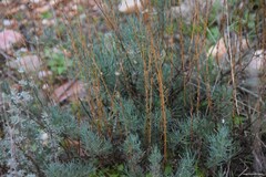 Santolina rosmarinifolia