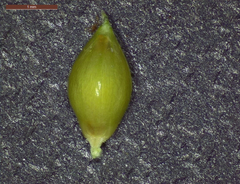 Echinochloa crus-pavonis macera