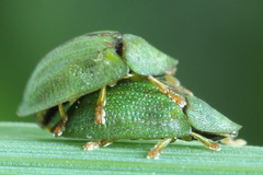 Cassida stigmatica