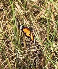 Danaus petilia
