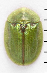 Cassida stigmatica