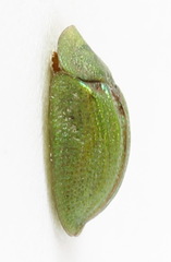 Cassida stigmatica