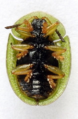Cassida stigmatica